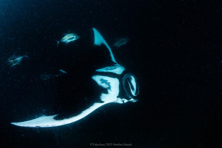 初めましてのジャイアントマンタ