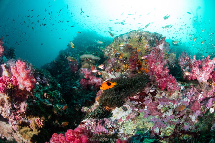 真ん中にいるのは固有種のトマトアネモネフィッシュ