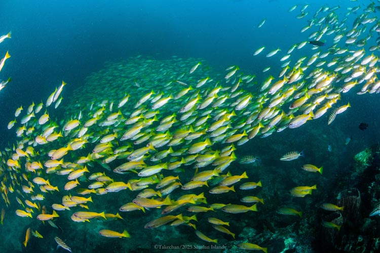 定番のキンセンフエダイ