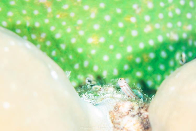 珊瑚に囲まれたお家に住むルボックスブレニー