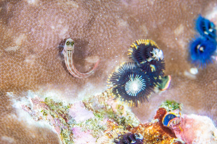 イバラカンザシの周りで遊んでいたルボックスブレニーを真上から