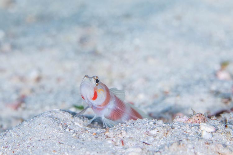 オーロラパートナーゴビーの横姿