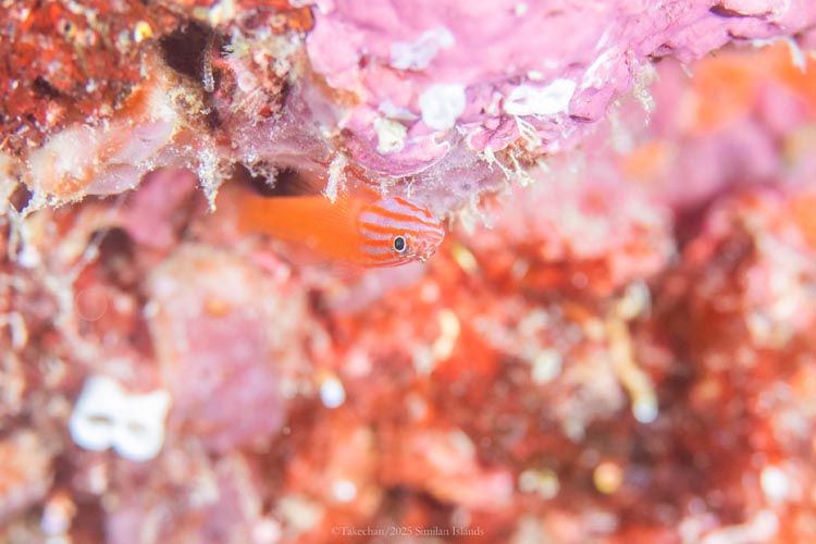 ド派手なストライプヘッドドワーフゴビー