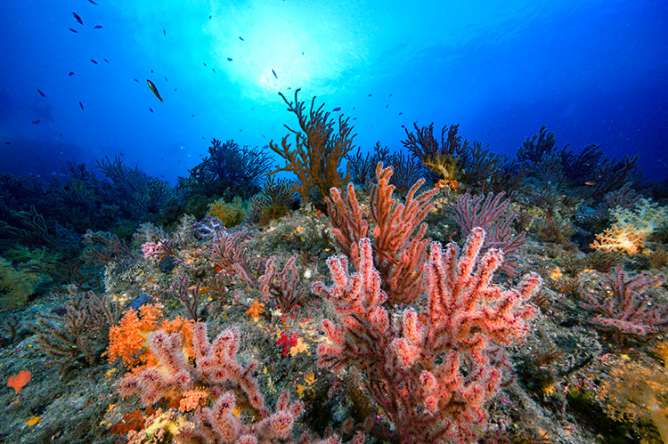 ソフトコーラルの群生（済州島）