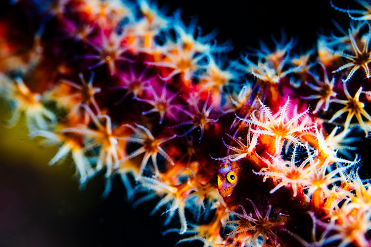 ガラスハゼ（伊豆大島）