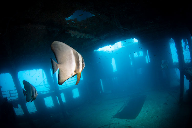 沈船イラブのツバメウオ（宮古島）