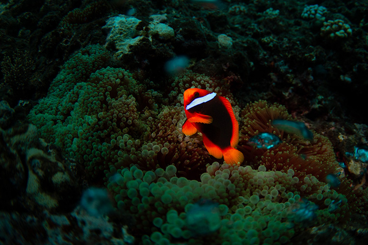 ハマクマノミ（宮古島） 