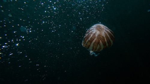 未知の深海4,000mで発見された4,000体の生きものたち