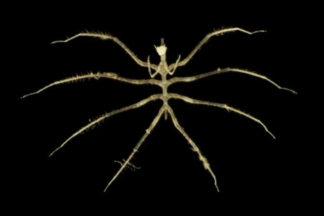 調査中に発見されたウミグモ(写真:University of Gothenburg)