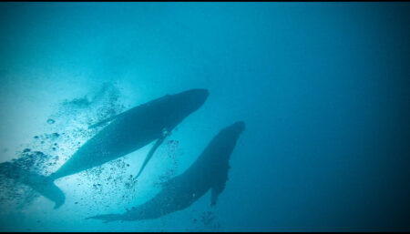 西伊豆・大瀬崎で「リュウグウノツカイ」と「ザトウクジラ」が同日に現る