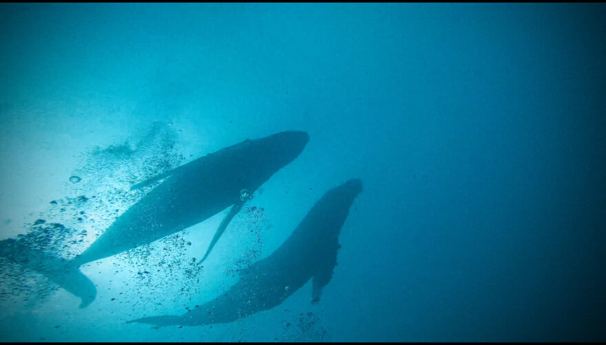 西伊豆・大瀬崎で「リュウグウノツカイ」と「ザトウクジラ」が同日に現る