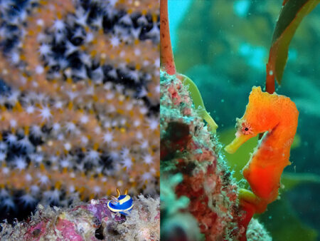 現地ガイドがOM SYSTEMのTGシリーズで切り取る 日本各地の海　➀神奈川県　三浦・葉山