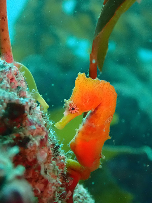 作例➀ カジメとハナタツ