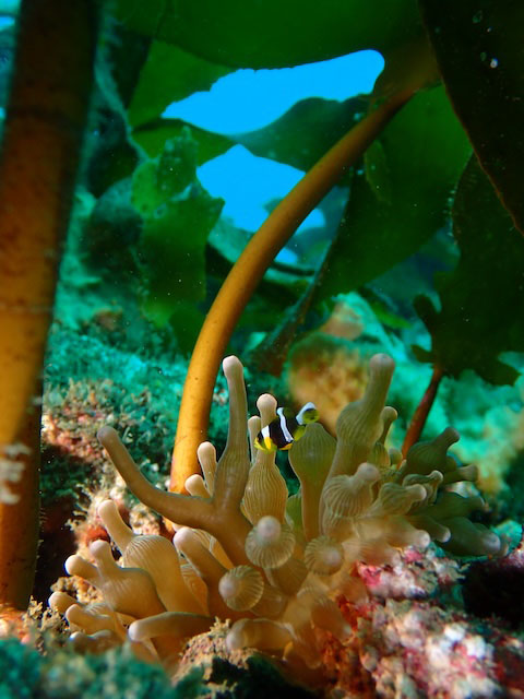 作例② クマノミとカジメ