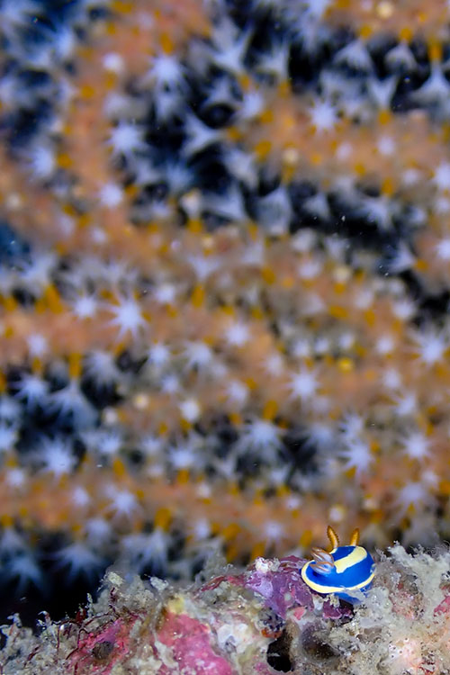 作例③ ウミウシ