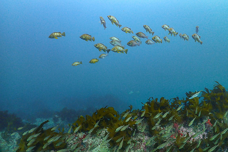 作例④　メバルの群れ