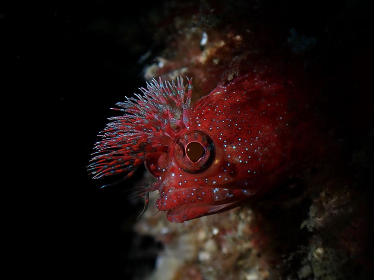 作例⑤ アライソコケギンポ