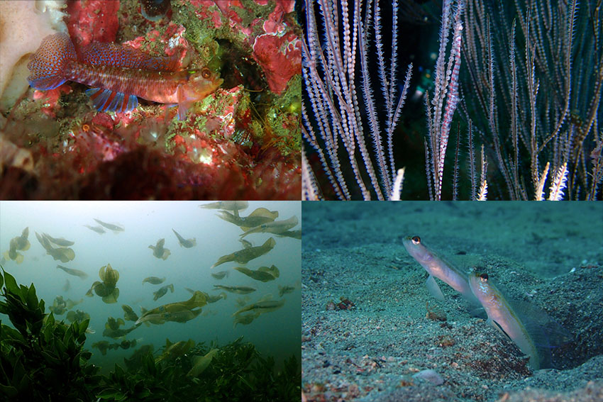 現地ガイドがOM SYSTEMのTGシリーズで切り取る 日本各地の海　②神奈川県　城ヶ島