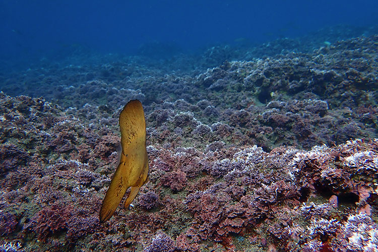 作例➀　ナンヨウツバメウオ