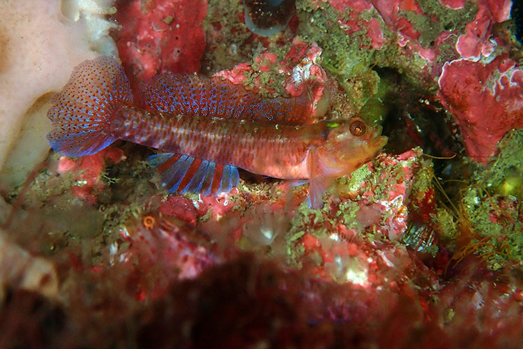 作例②　アカイソハゼ