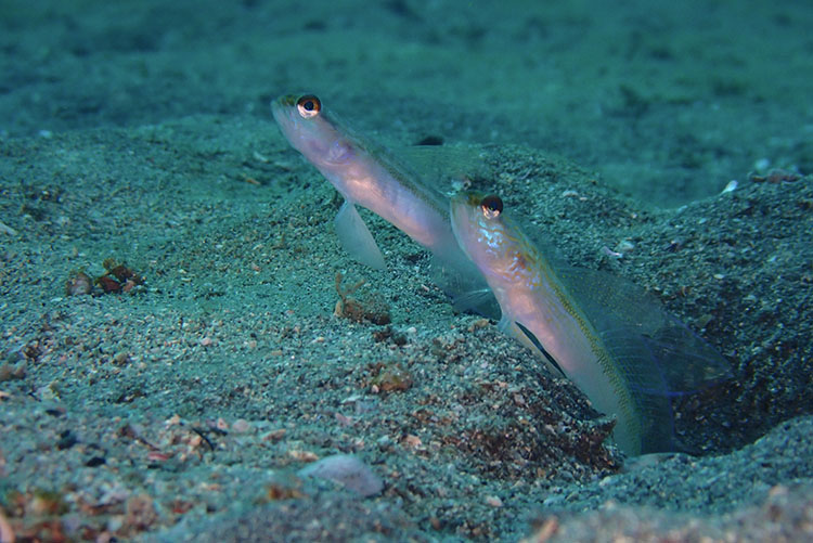 作例③　クサハゼのペア