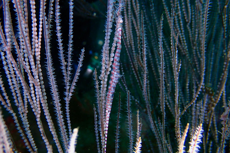 作例④　ゴルゴニアンシュリンプ