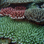 ミドリイシ属のサンゴのイメージ