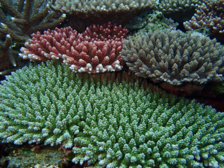 相模湾の海に異変？佐島沖で確認された南方系サンゴの北上記録