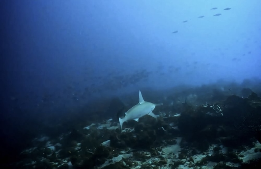 【現地速報】東伊豆でハンマーヘッドシャーク出現相次ぐ｜富戸・赤沢