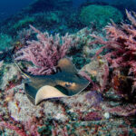 堀口氏が鹿児島で撮影したアリアケアカエイ（写真：堀口和重氏）