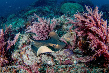 160年越しの新発見。アカエイは1種類じゃなかった!? 水中カメラマン・堀口氏もコメント