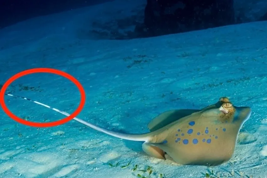 背中に青や青白の斑があり、尾の先端に黒白の模様が見られる。写真は東南アジアで見られる青い斑紋が強い種だが、日本で見られるヤッコエイは斑紋が淡く、全体にちょっと地味。大きさ30～50cm