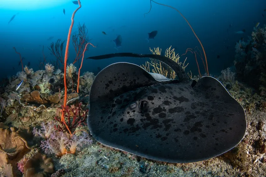 大きさ1～1.5mになる大型のアカエイの仲間。サンゴ礁やその周辺の砂泥で見られ、大きな黒斑が特徴。やや気が荒く、毒棘のある尾を上げて威嚇することも。分布／南日本、伊豆諸島、琉球列島；インド-西太平洋