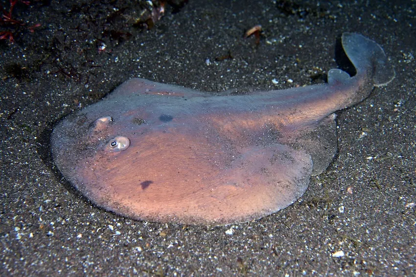 体は丸っこく、ツルリとした見た目。砂地や砂泥を好み、砂中に潜んでいることが多いので、うっかり踏んだりしないよう注意が必要。伊豆半島では大瀬崎、伊豆海洋公園などでたまに見られる。大きさ20～40cm。分布／南日本、琉球列島、；東シナ海、南シナ海