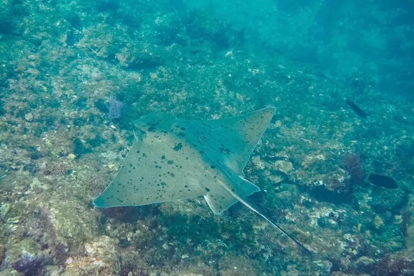 突き出た頭部が特徴。海底で休んでいるときは寄りやすい。初夏、伊豆半島の安良里や川奈では群れで見られることも。大きさ50～100cm。分布／南日本の太平洋岸、琉球列島、小笠原諸島；全世界の温帯・熱帯海域