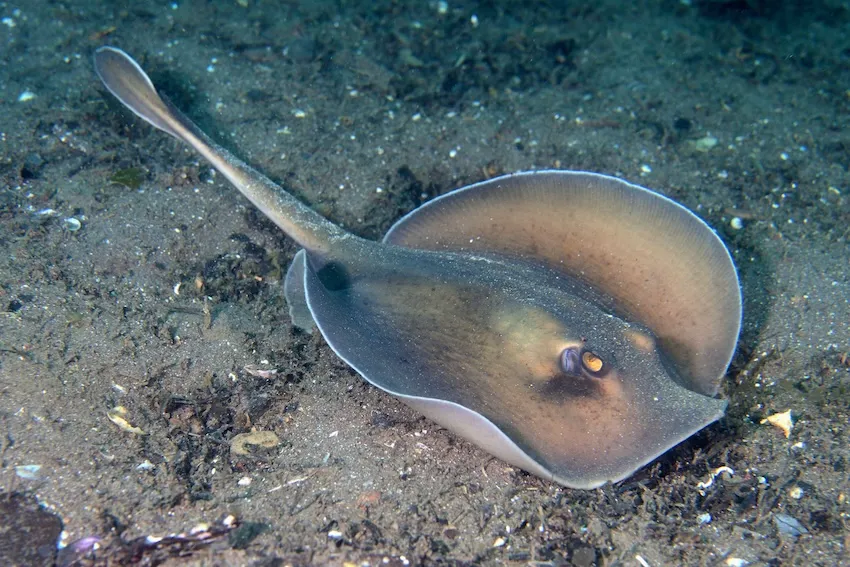 南日本沿岸の砂底で見られ、大きさ20～30cm程度の小型種。一見特徴はないようだが、尾の先端に丸いヒレがあることで他のエイとの識別は容易。分布／南日本、伊豆諸島、琉球列島；東シナ海