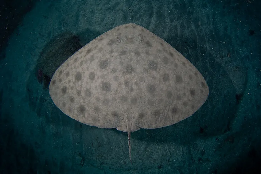 横に幅が広い胸ビレと短い尾が特徴で、英語圏ではButterfly ray（蝶のようなエイ）と呼ばれる。通常は砂地に潜み、紀伊半島・串本では冬場によく出会うという。成長すると体の幅が1.8mにもなる大型種だが、ダイビングで出会うのは40～60cmほどのことが多いようだ。分布／日本海側は新潟県以南、太平洋岸は茨城県以南から九州にかけて；東シナ海、南シナ海、黄海など（写真／堀口和重）