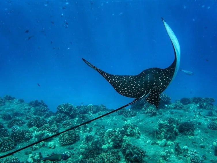 特徴である長い尾と背中の美しい斑紋が美しい
