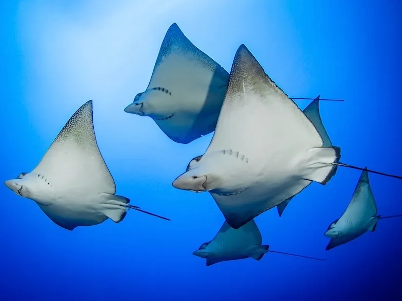 腹部は白い。とがった頭部はトビエイの仲間の特徴