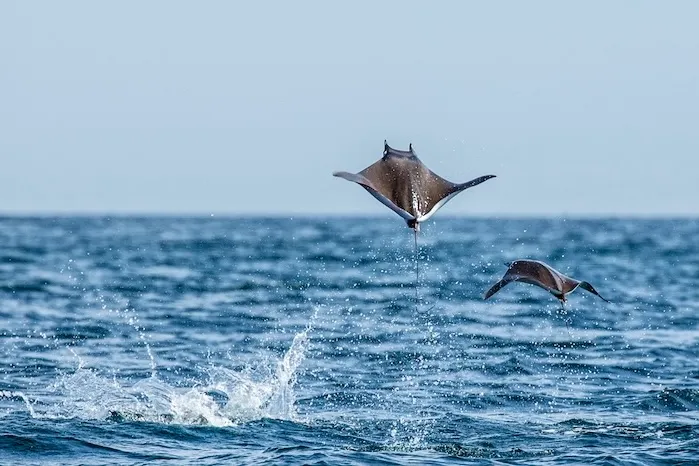 ジャンプする理由は、求愛行動や寄生虫の除去などが考えられている