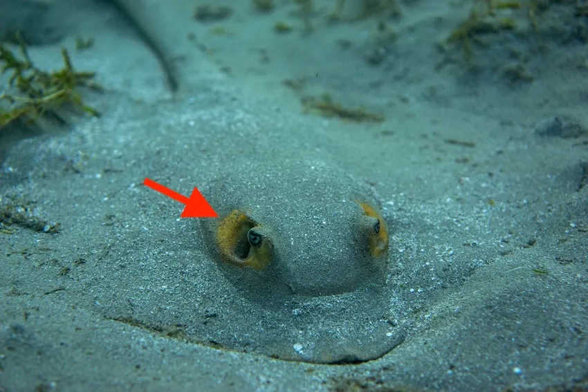 砂中に潜むエイを探すには、噴水孔（→）に注目するとよい