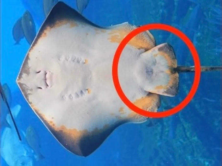 1対の腹ビレには、特に目立った突起物はない