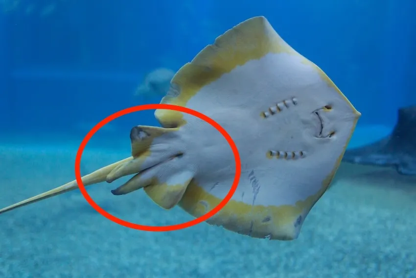 左右の腹ビレから棒状の交接器が伸びている