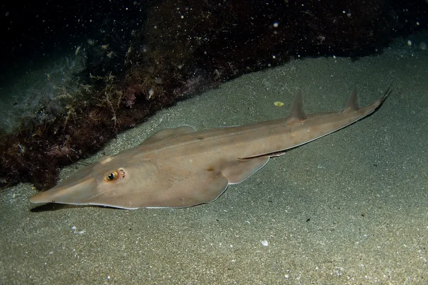 サカタザメの仲間の中では比較的出会うチャンスが高く、伊豆半島などでも見られる。やや深い砂地や砂泥を好み、砂中に潜っていることが多い。大きさ60～80cm。分布／南日本の太平洋岸、伊豆諸島、琉球列島；南シナ海、アラビア海（写真／堀口和重）