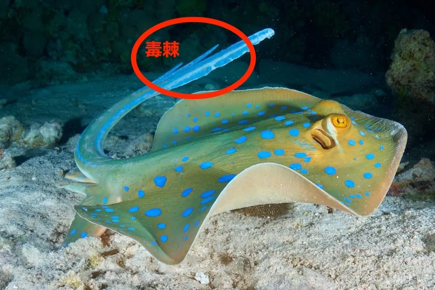 青い斑紋が美しい熱帯性のアカエイの仲間。昼間は岩陰やテーブルサンゴの下に潜むか、砂中に隠れていることが多い。浅場を好み、水深数mのところでも見られる。大きさは50～70cm。リーフ・スティングレイ、“アオマダラエイ”とも呼ばれる。分布／インド-西太平洋、中部太平洋の熱帯海域