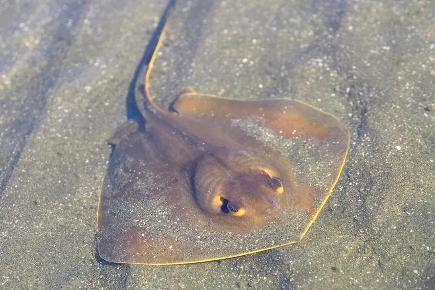 南日本の浅い砂地の普通種で、体が黄色で縁取られているように見える。よく似た種にアリアケアカエイがいるが、目視による識別は困難。大きさ40～60cm。分布／南日本、黄海、東シナ海、南シナ海