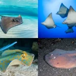 人気者のマンタだけじゃない！ ダイビングで会える注目のエイ12選を徹底紹介