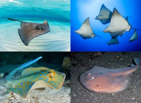 人気者のマンタだけじゃない！ ダイビングで会える注目のエイ12選を徹底紹介