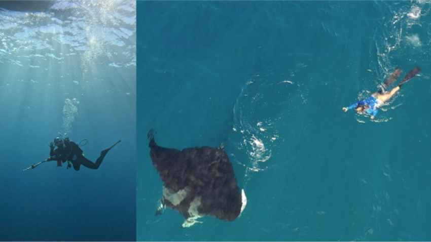 マンタ調査の様子