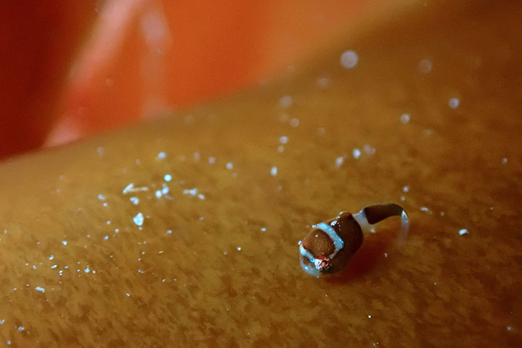 ダンゴウオの幼魚